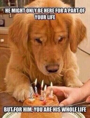 dogwholelife.jpg