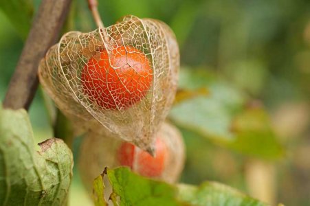 Dried-Chinese-Lantern-Fruit.jpg