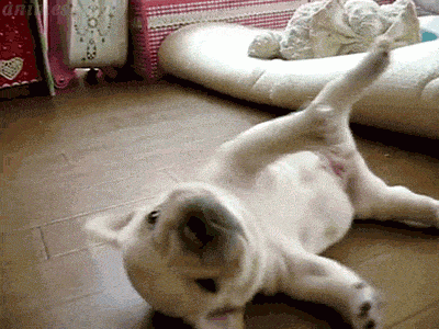 1464344117-puppy1.gif