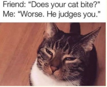 cat judge.jpg