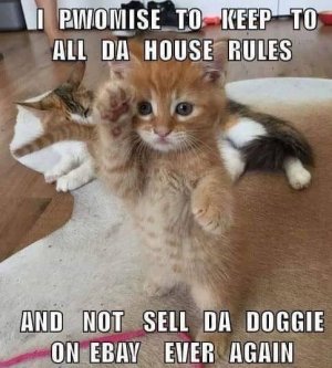 kittypwomise.jpg