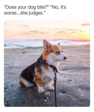 judgingdog.jpg