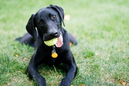 blacklab.jpg