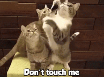 cats-cat.gif