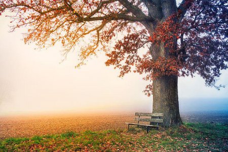 benchtree.jpg