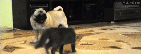 Cat-vs-pug-dog-carpet-crawl.gif