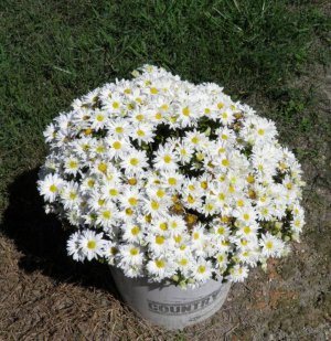 2022-09-12 B White Mum_kindlephoto-11865379.jpg