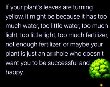 plant2.jpg