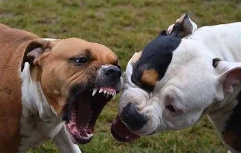 pit bull.jpg