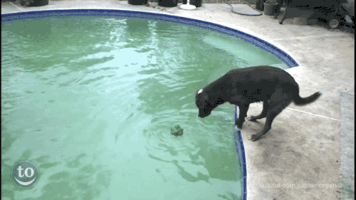 dog-bad-fetch-10.gif