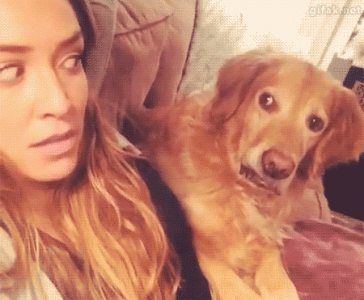funny-animal-008.gif