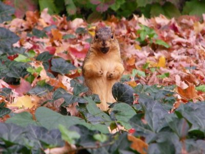 Squirrel-busy-gathering-nuts-in-October-preparing-for-winter-on-Campus-at-University-of-Michigan.jpg
