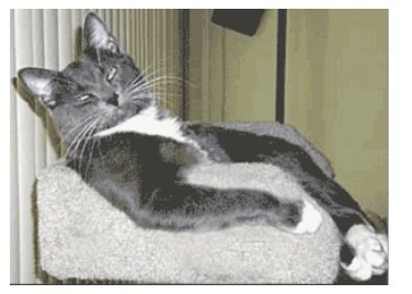 cat heaven.jpg