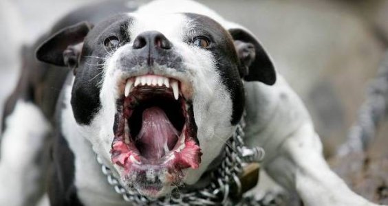 Mad Pit Bull.jpg
