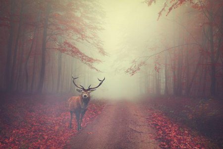 deer-5707439__480.jpg