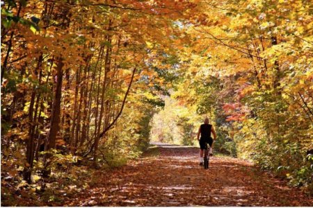 Bruce trail.jpg