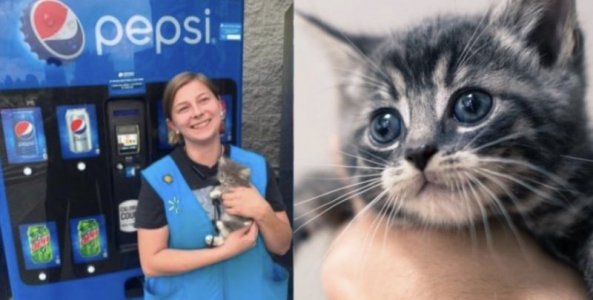 Kitten in Vending.jpeg