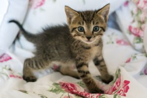 Training-Tips-for-New-Kitten-Owners-300x200.jpg