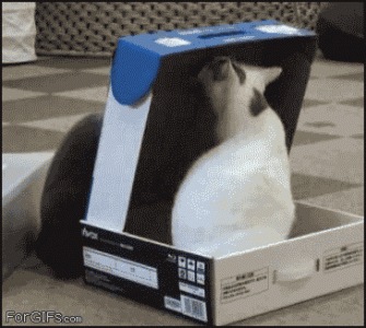 cats-box.gif