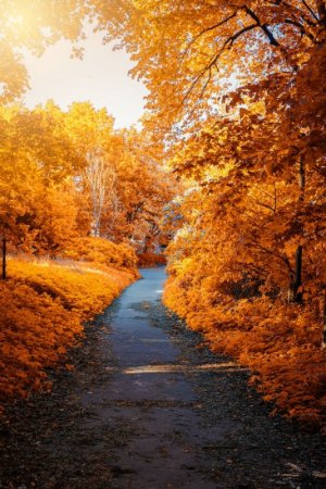 fall.jpeg