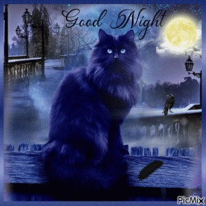 390637-Night-Cat-Good-Night-Gifs.gif