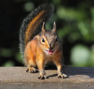 Canva-Siskiyou-chipmunk-Neotamias.jpg