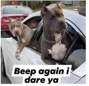 Beep Dog.jpg