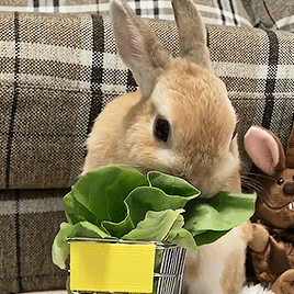 1a0baeb87a7d2b9d7bde055f43211b71[1].gif