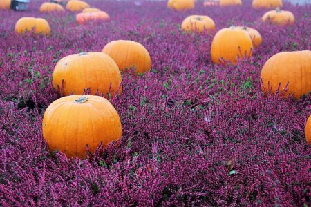 purplpmpkns.jpg