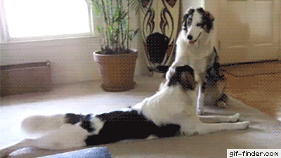 good-boy-telling-good-boy-hes-a-good-boy.gif