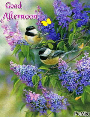 388259-Beautiful-Nature-Birds-Good-Afternoon.gif