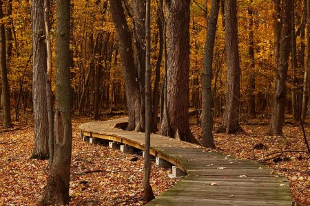 fall-1432252__480.jpg
