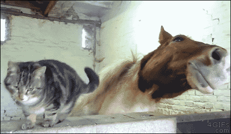 cat.horse.gif