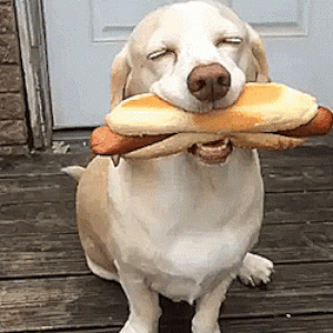 hot dog.gif