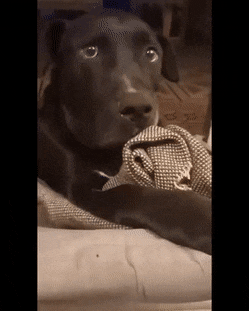 surprise.gif