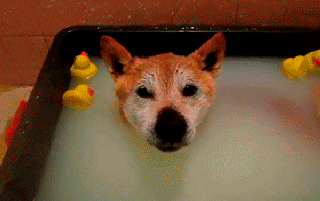 rubber ducky timegif.gif
