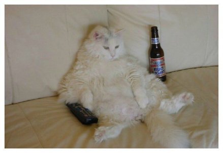 catnip.jpg