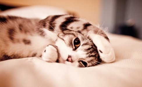 catnip1.jpg