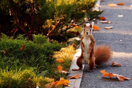 squirrel-1459172__480.jpg