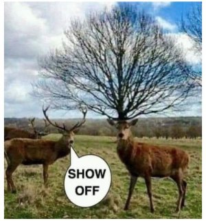 tree.jpg