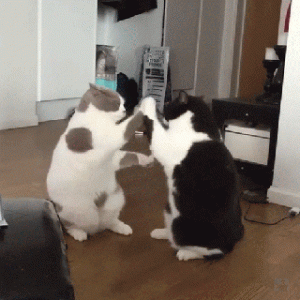 how girls fight .gif