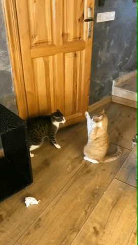 balancing.gif