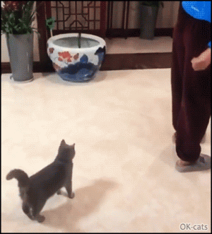 Funny Cat GIF • Copy cat. Funny and cute cat doing stretches like his human.gif