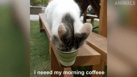 morning coffe .gif