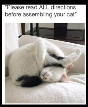 cat assembly.jpg