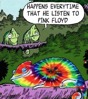 champfloyd.jpg