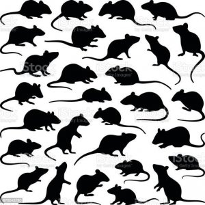 Rat race.jpg