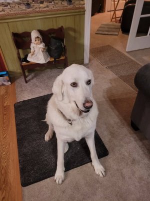 Gigi inside dog.jpg