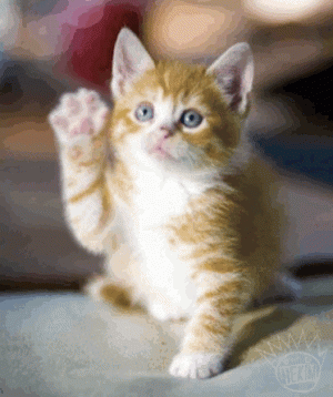 R (1).gif