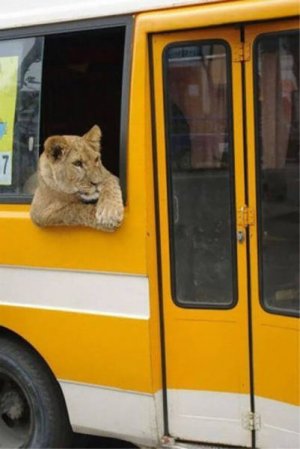 an-epic-compilation-of-weird-and-unusual-situations-28.jpg